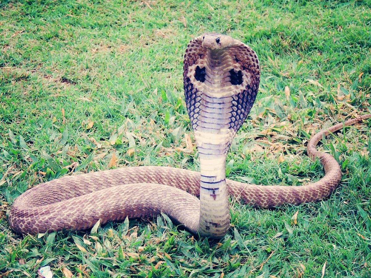 Источник https://cdn-s-www.ledauphine.com/images/F018F677-E5DB-45D4-978E-DBECA48A38BC/NW_raw/le-cobra-est-l-un-des-serpents-les-plus-dangereux-au-monde-photo-d-illustration-pixabay-1566838379.jpg