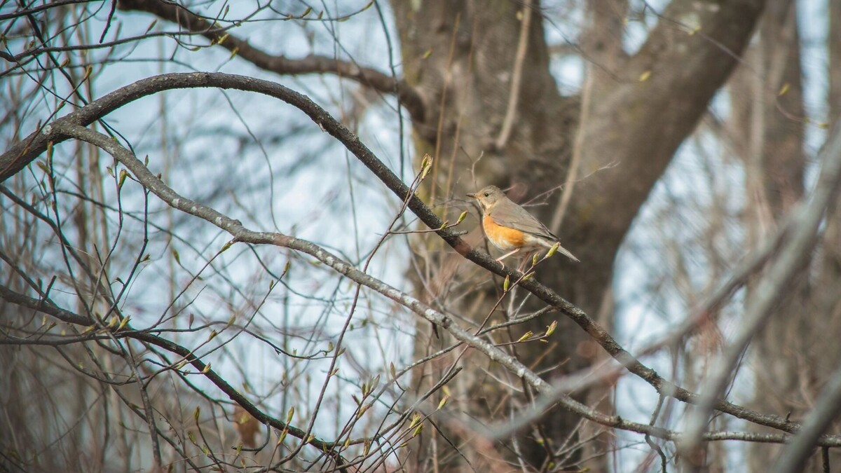     Источник: 1MI