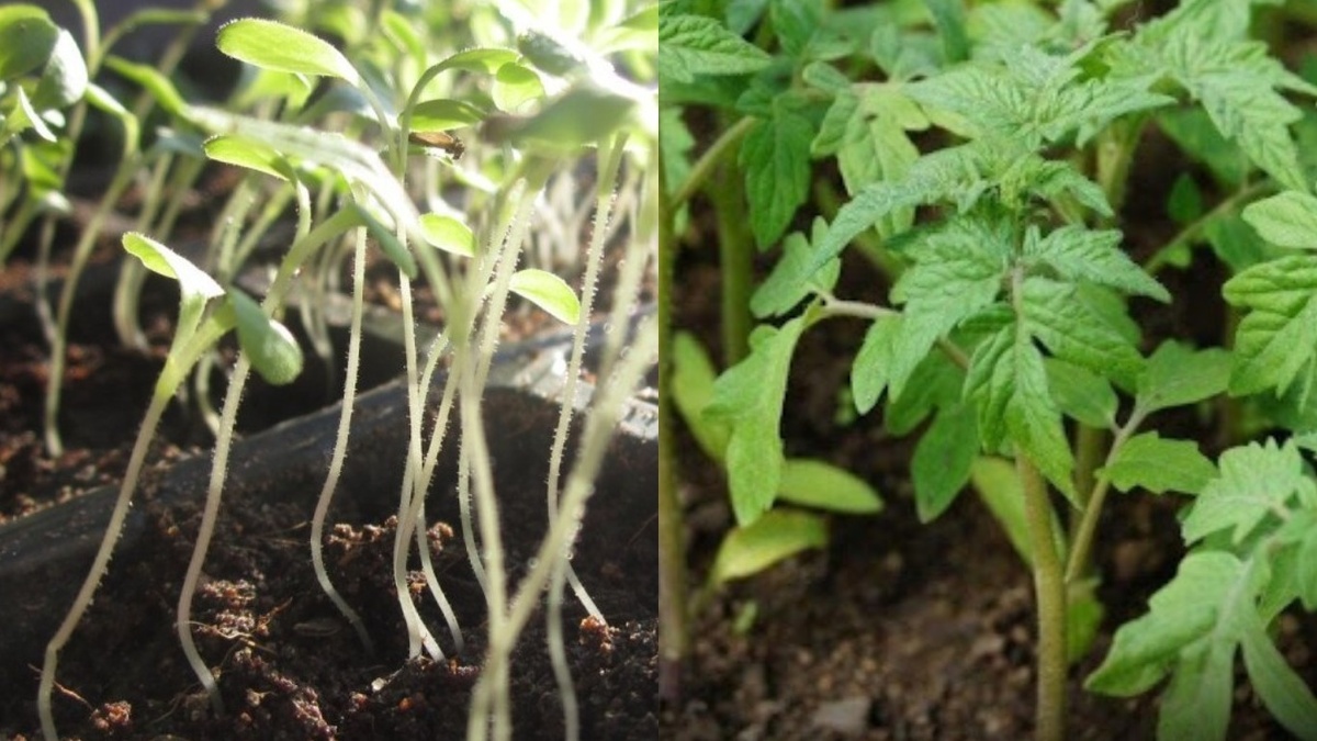 Разница очевидна: слева - проблемная рассада, справа - результат после применения народного метода через 14 дней