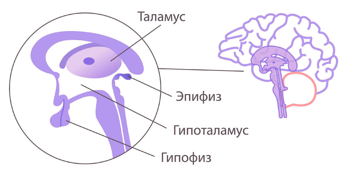 Условная схема нахождения органов: таламус, эпифиз, гипоталамус, гипофиз. Именное по этому часть медитаций осознанности направлена на фокусировку внимания в центр головы.