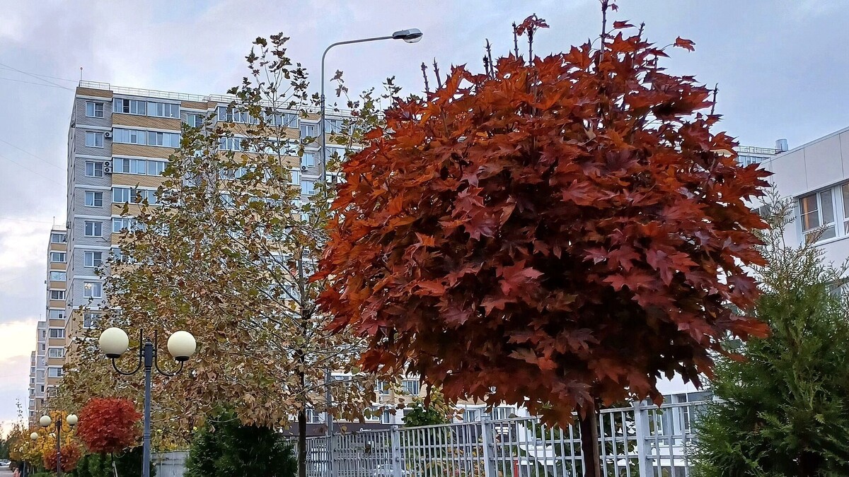     Автор: KubanPress