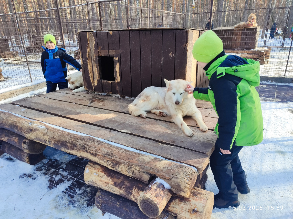 Вадим, Паша, хаски