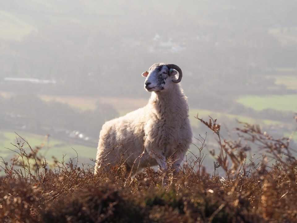    Баран. Источник: unsplash.com
