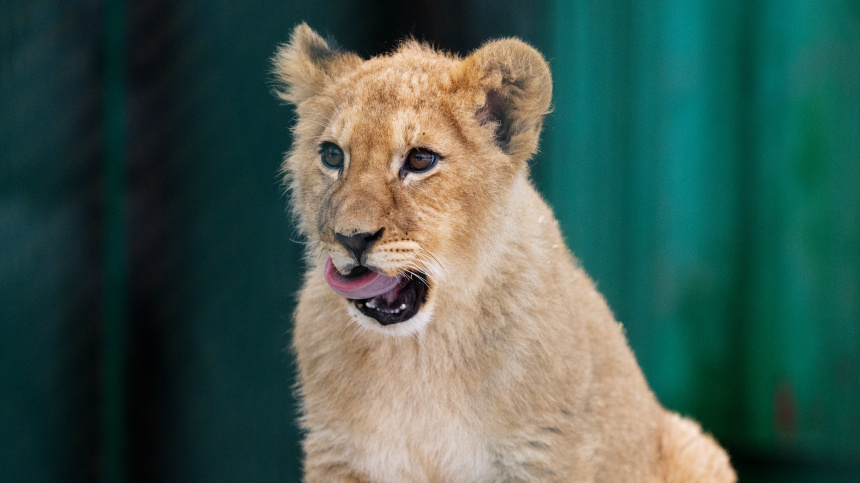    Фото: © РИА Новости/Алексей Даничев; 5-tv.ru