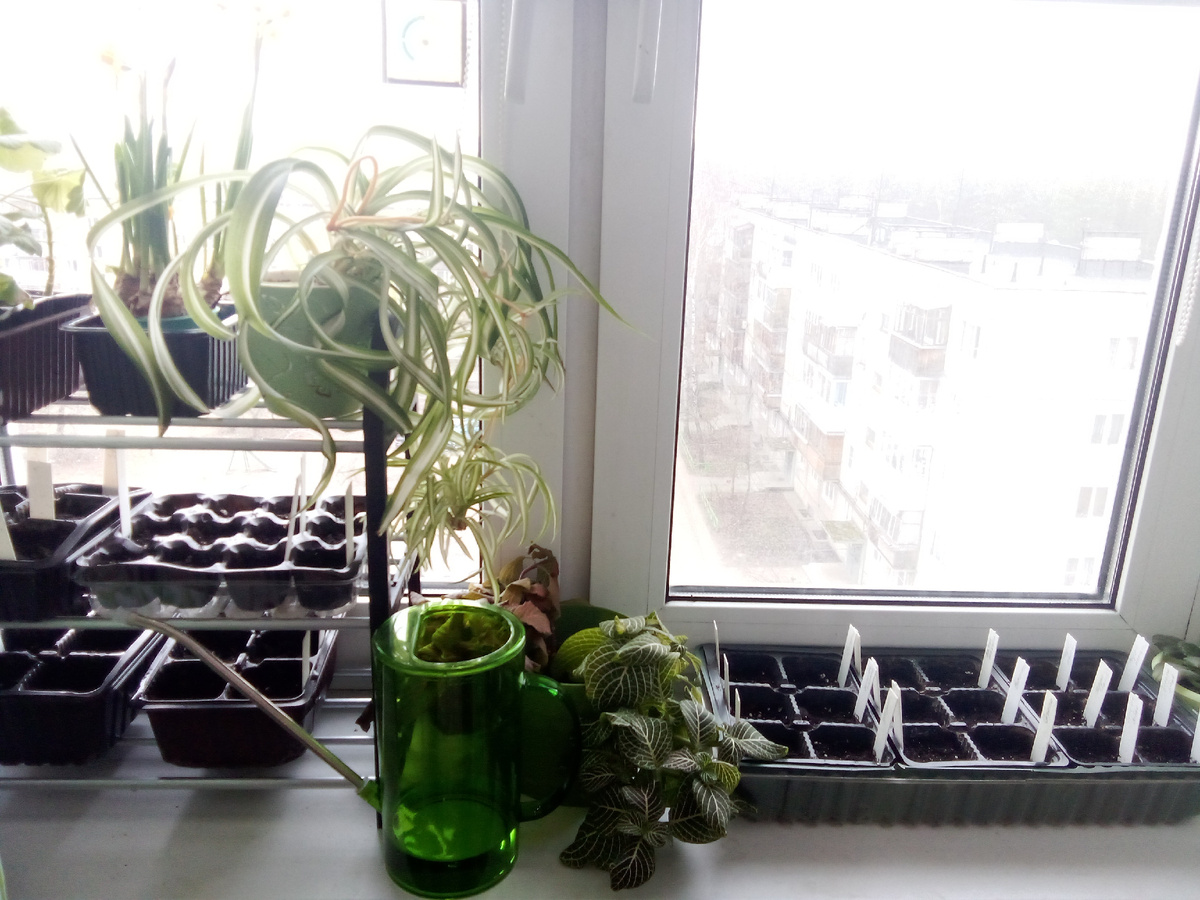 Моя рассада, все фото в статье авторские