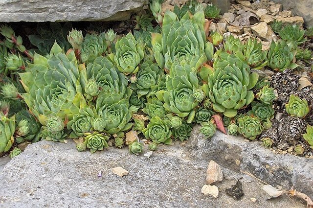    Фото: Wikimedia Commons