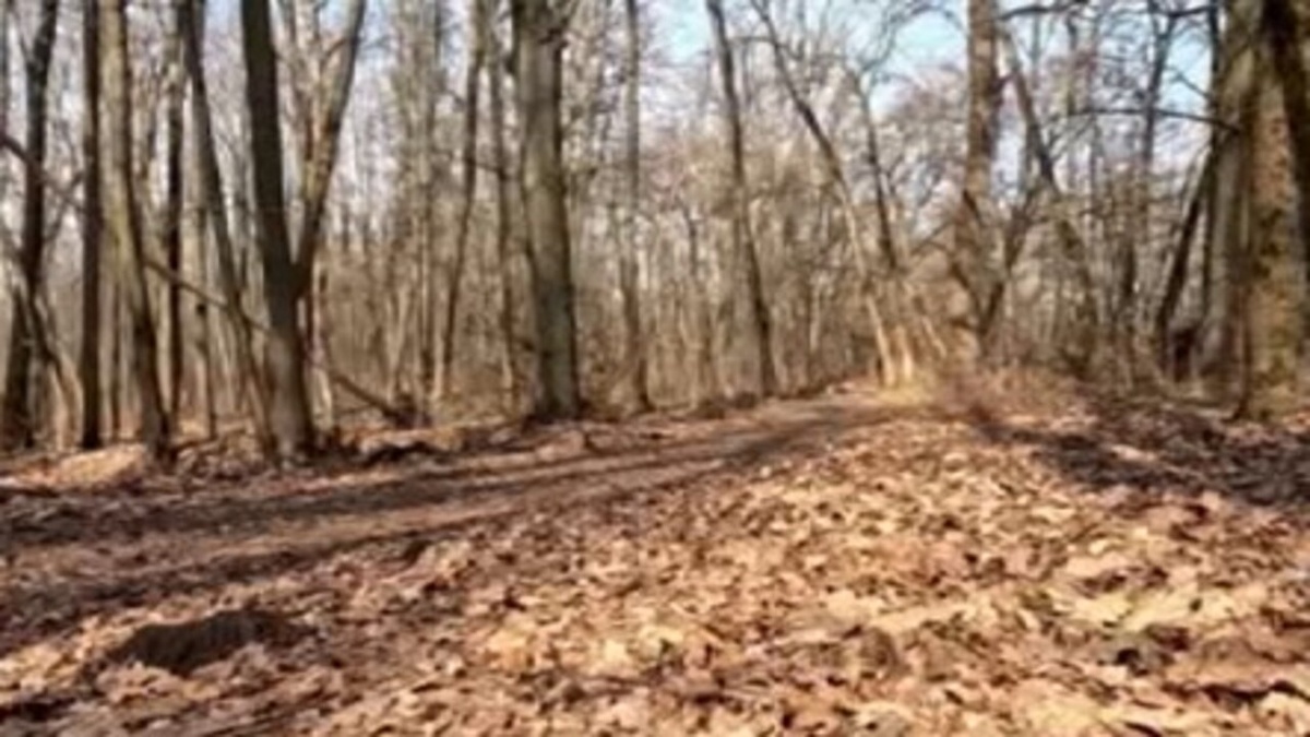    В Фатежском районе Курской области неизвестные убили беременную лосиху