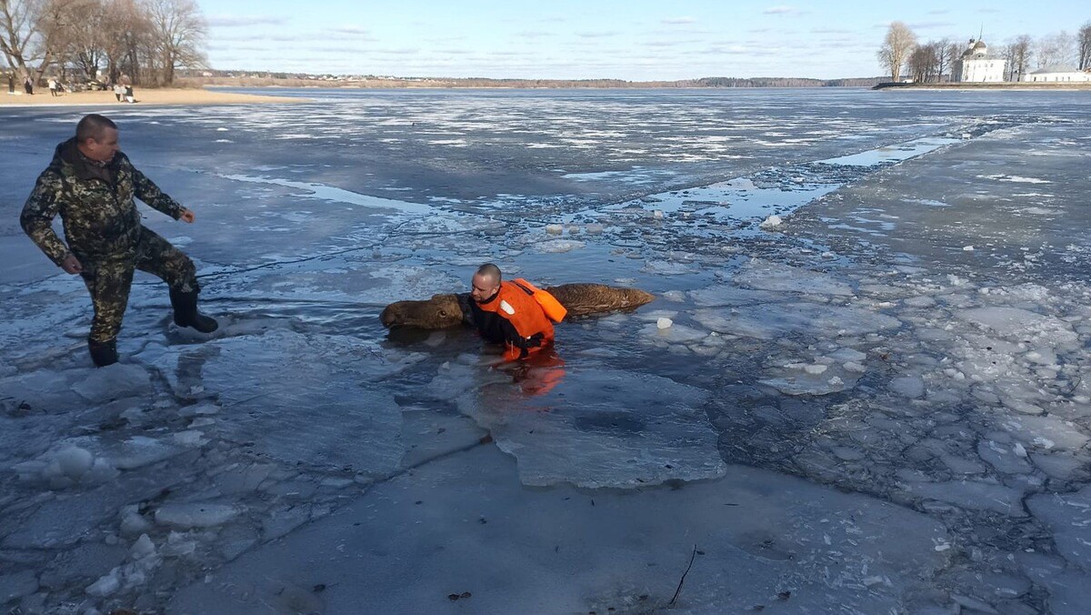     / Источник: ©ГКУ МО «Мособлпожспас»