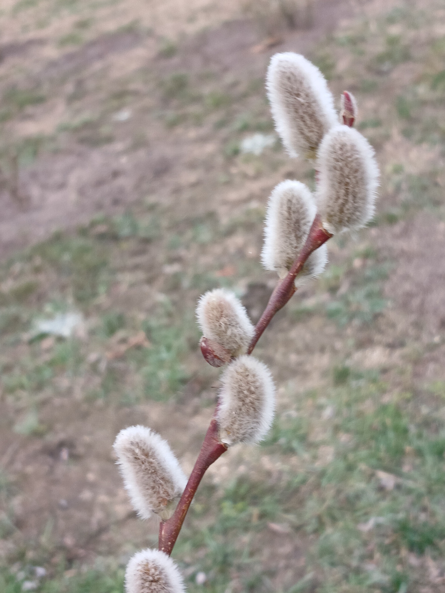 Зацветает ива. Но некоторые ее наазывают верба.