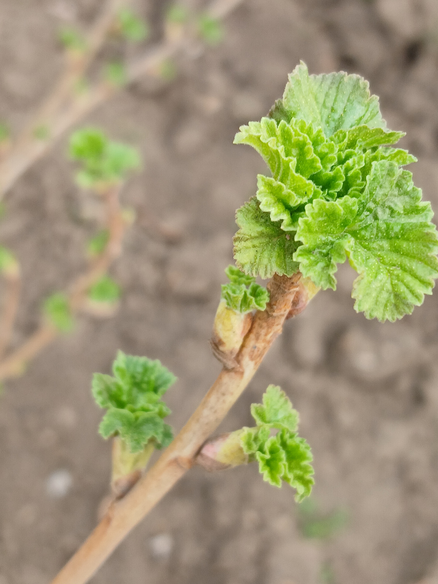 Чёрная смородина 