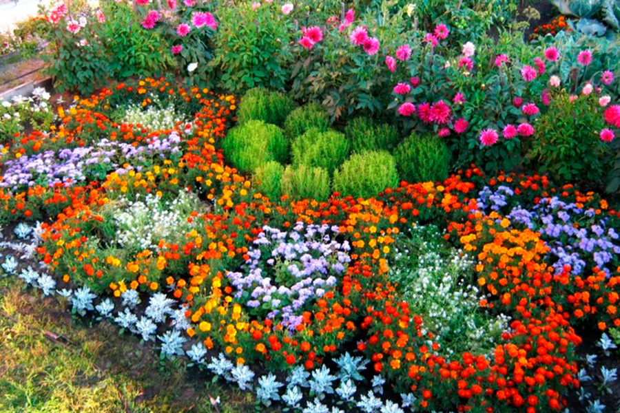     Сколько деревьев и цветов высадят в Беларуси в Год благоустройства, рассказали в Минприроды