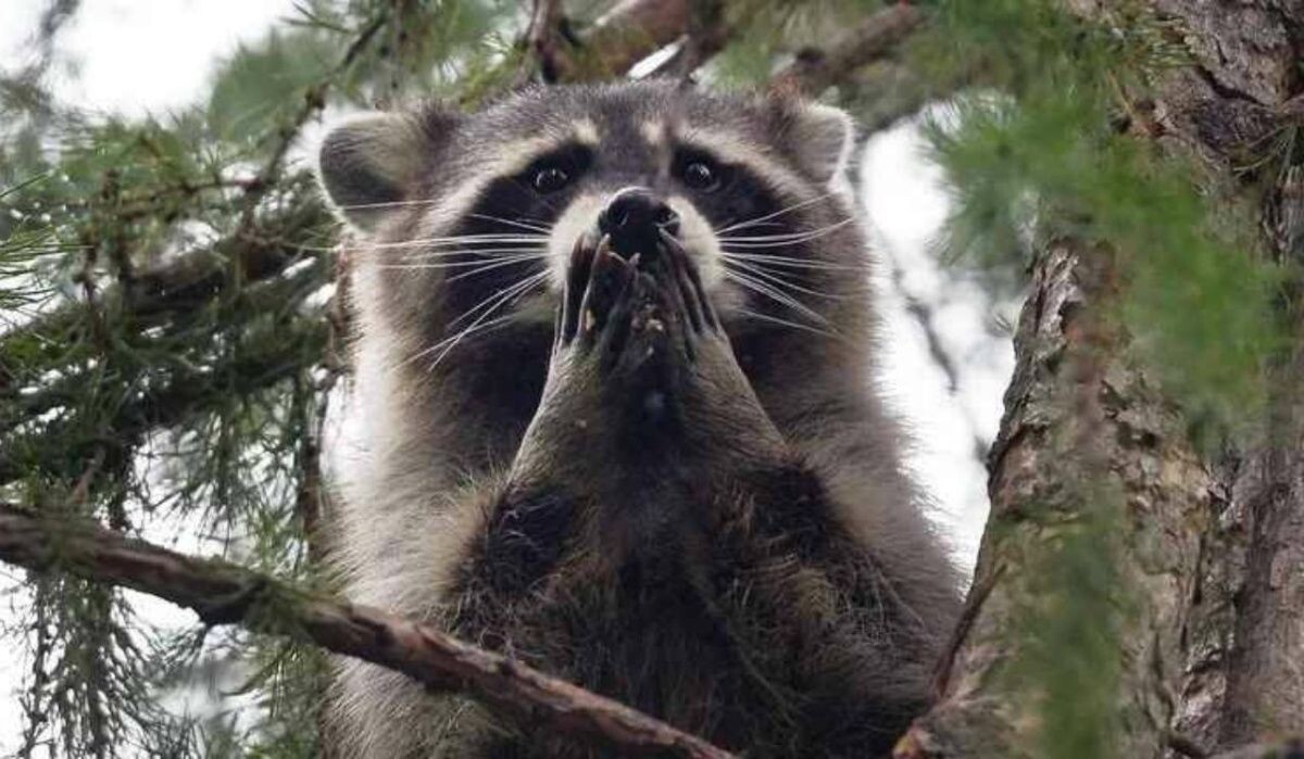     Енот-полоскун. Источник: ria.ru Автор фото: Максим Блинов