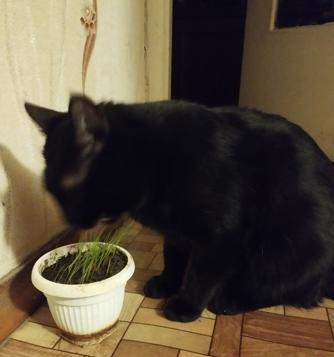 Пушистый любитель травы