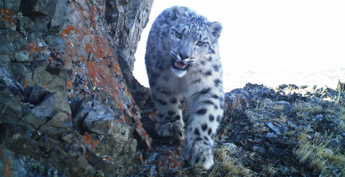    Фото: Фотоловушка Сайлюгемского нацпарка