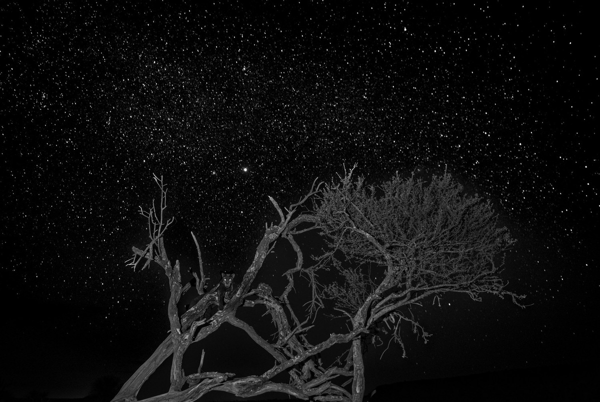    Rajarshi Banerji, memorialmarialuisa.com