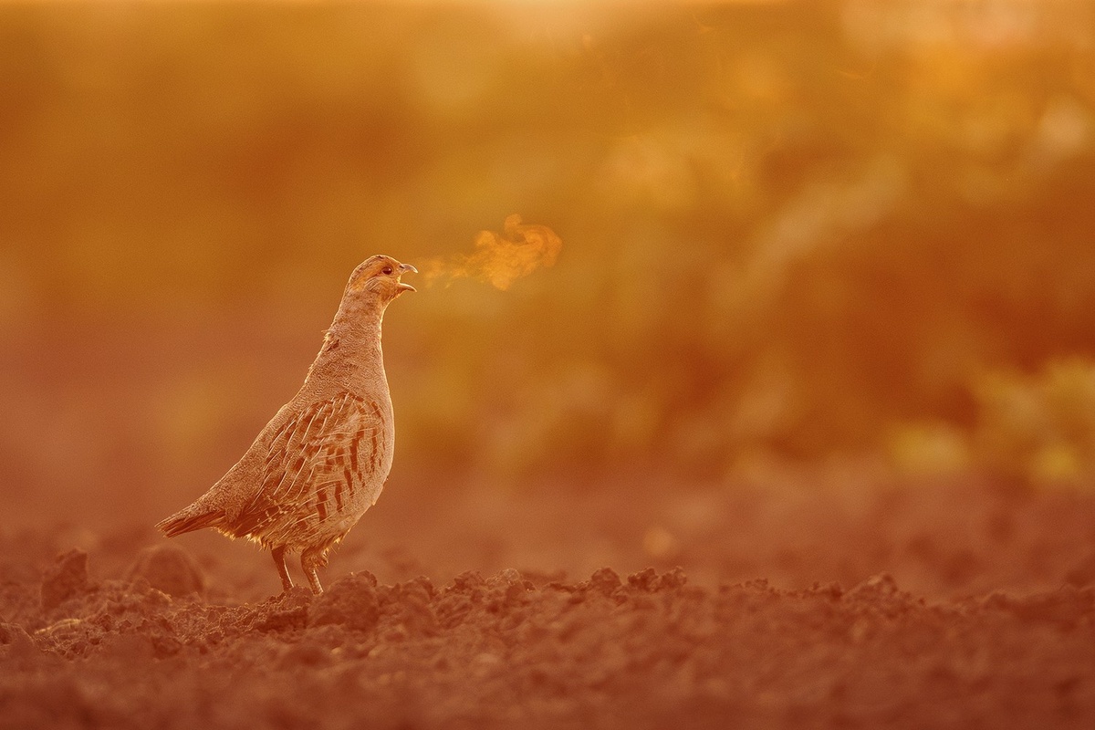    Maksymilian Paczkowski, memorialmarialuisa.com