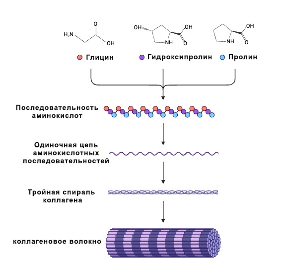Структура коллагена. Источник biologynotesonline.com