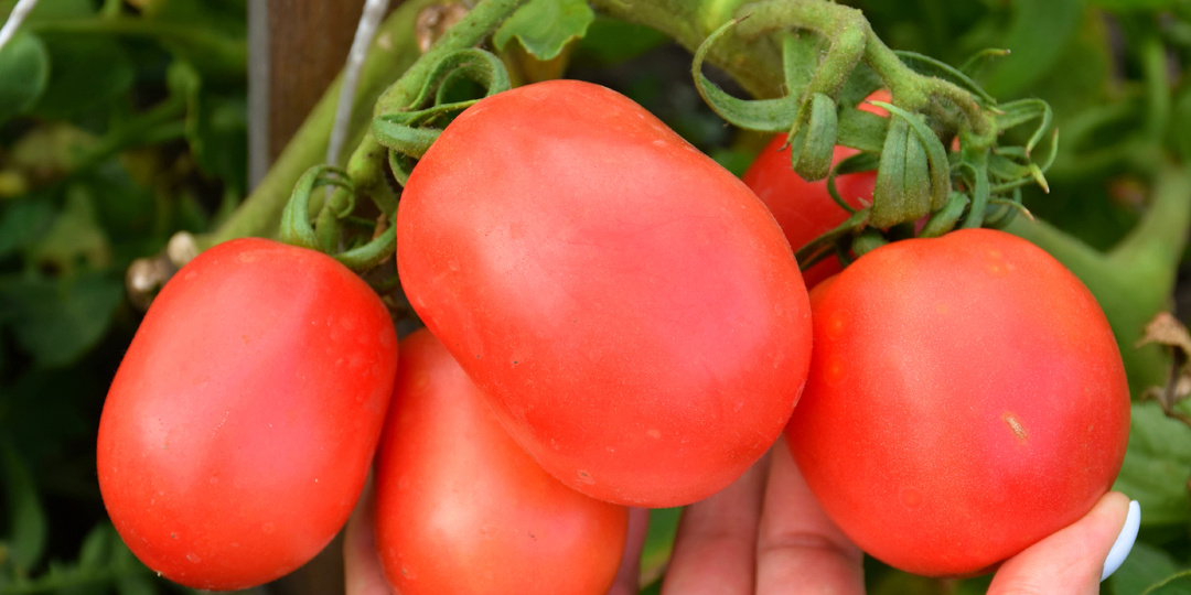 Два низкорослых раннеспелых томата для открытого грунта, от которых я никогда не откажусь