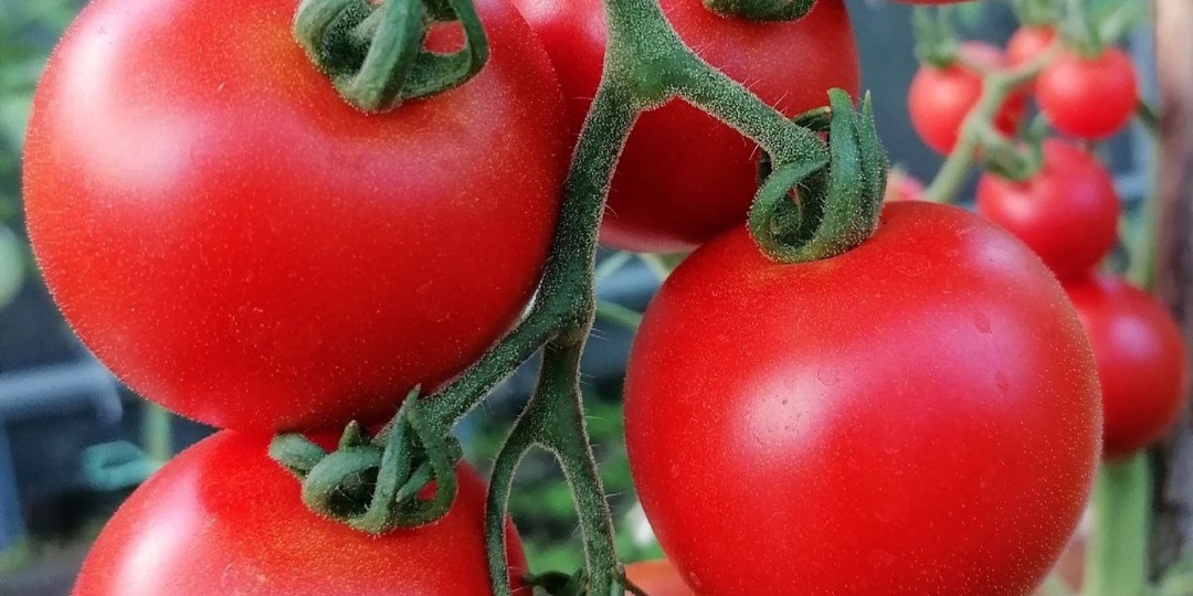 ТОМАТЫ, КОТОРЫЕ НЕ БОЯТСЯ ХОЛОДА!