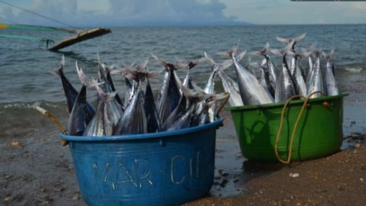 Тунец. Польза тунца. Блюда из тунца. Рецепты рыбные. Рыбные блюда.