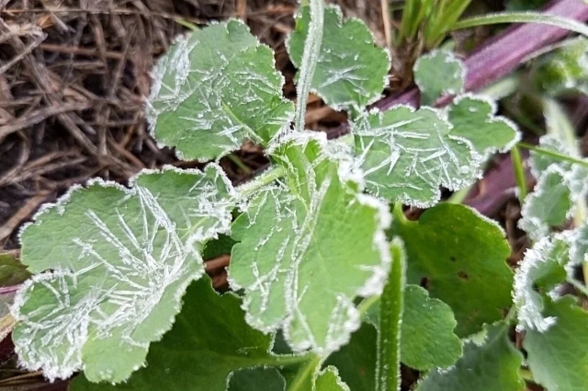    В Краснодарском крае ожидаются заморозки до -3 градусов