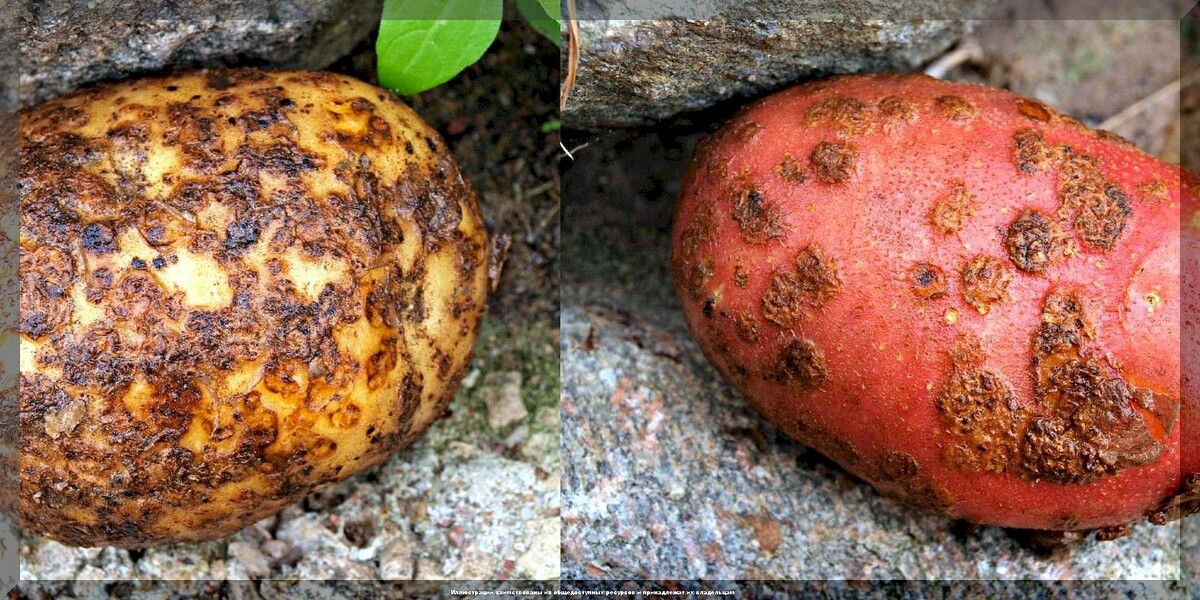 https://vk.com/photo-159774511_457270112. Обыкновенная парша картофеля