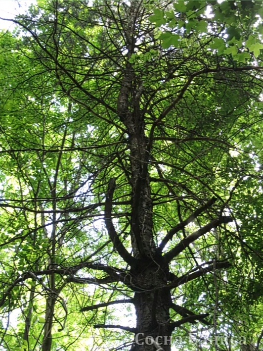 Сосна Банкса в ахунском дендропарке. Кадр из видео