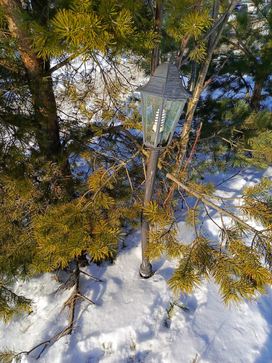 Фото недельной давности