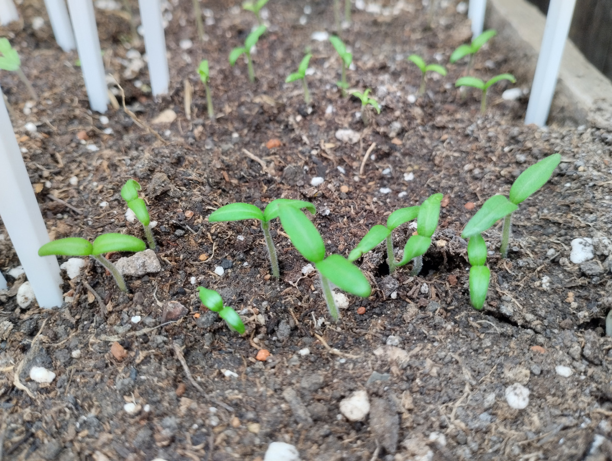 Молодая рассада на стадии семядолей
