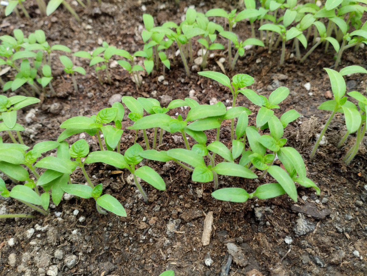 Рассада с первыми настоящими листьями