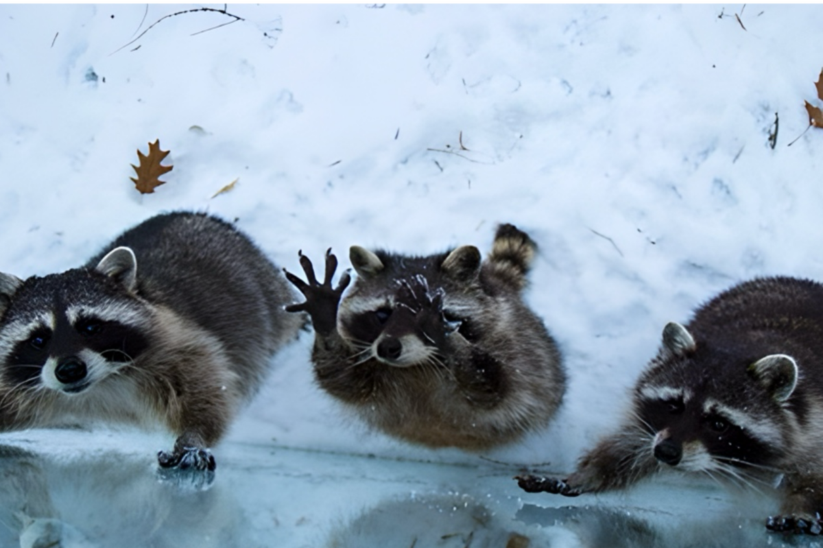    Фото: архив пресс-службы Московского зоопарка
