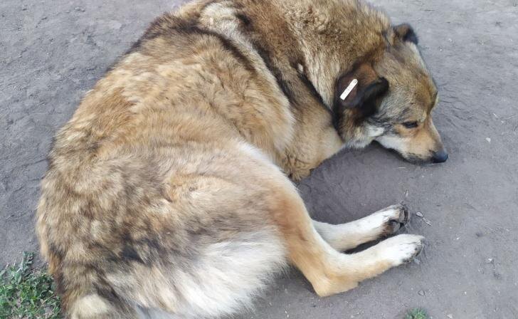    фото Курские известия