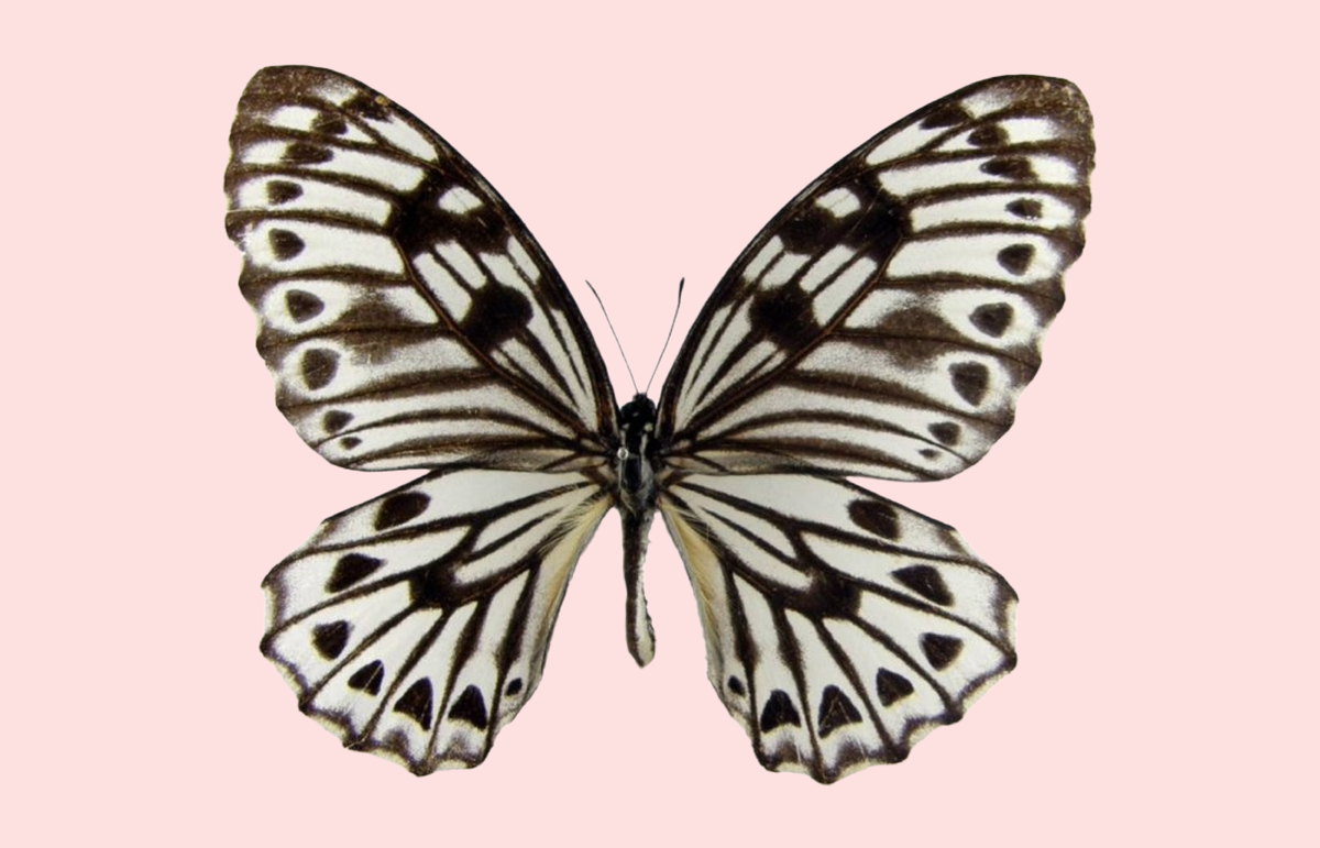 Graphium idaeoides, изображенный на монете. Фото из открытых источников