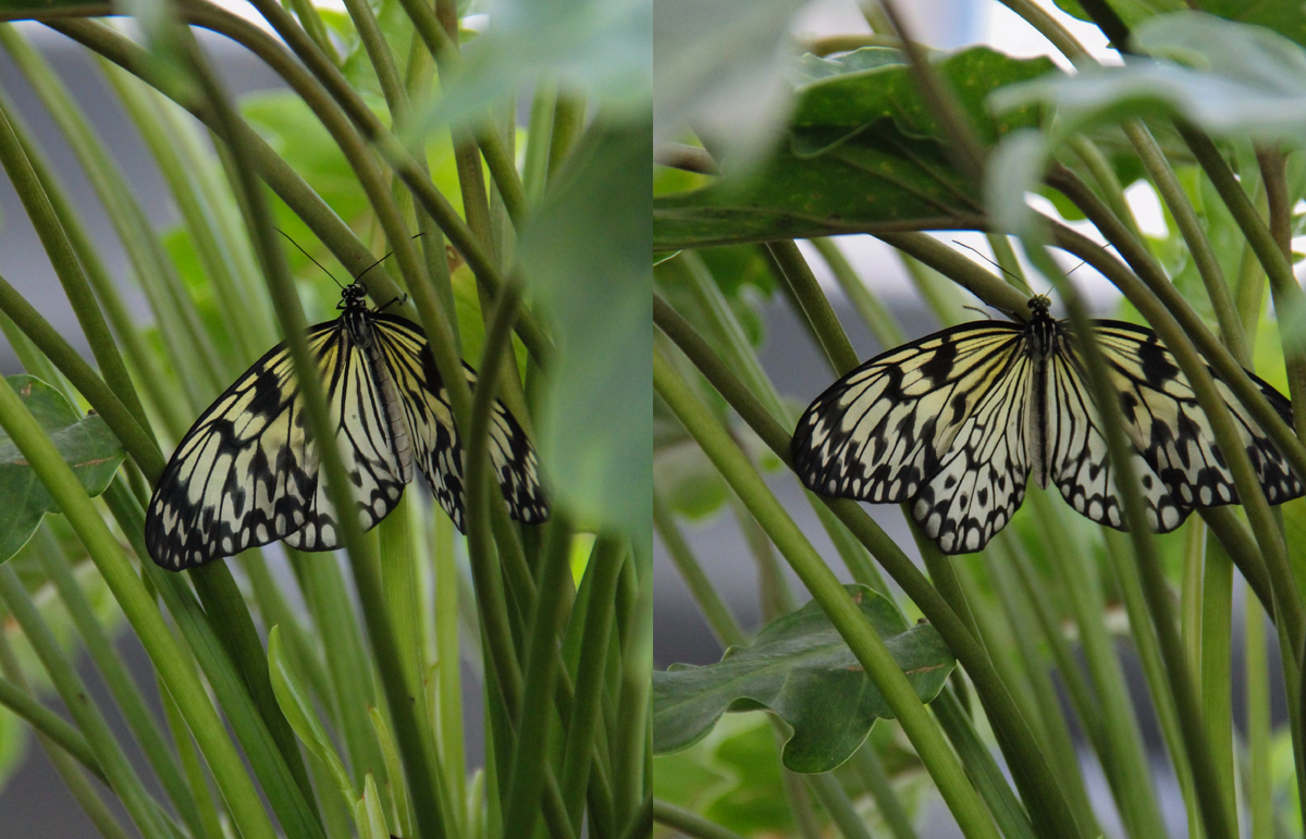 Idea leuconoe, схожая с Graphium idaeoides, в Парке бабочек Paradise