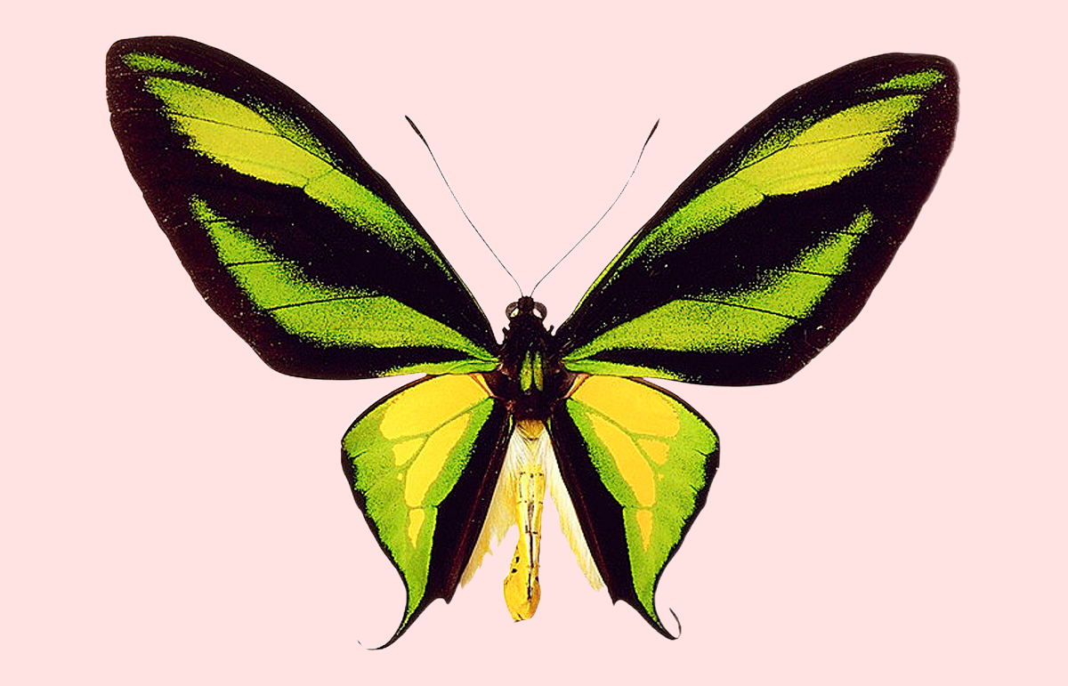 Райская Птицекрылка (Ornithoptera paradisea), изображенная на монетах в 1 и 50 тойя. Фото из открытых источников 