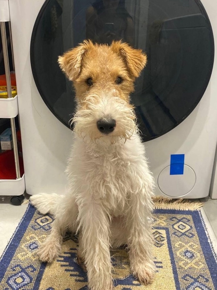 Самара, жесткошерстный фокстерьер, мальчик, возраст 2 года