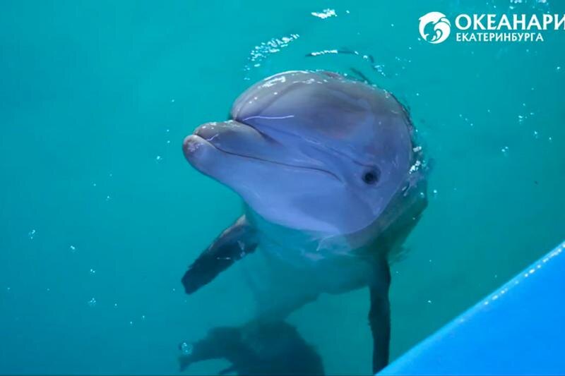    Пресс-служба океанариума