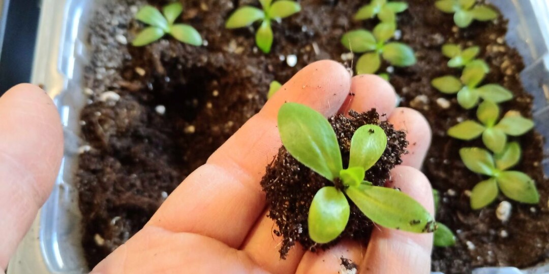 Пикировка эустомы для коренастой рассады. 5 важных правил пикировки рассады