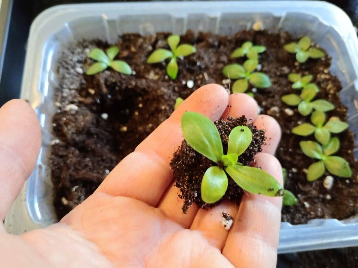 Пикирую эустому.