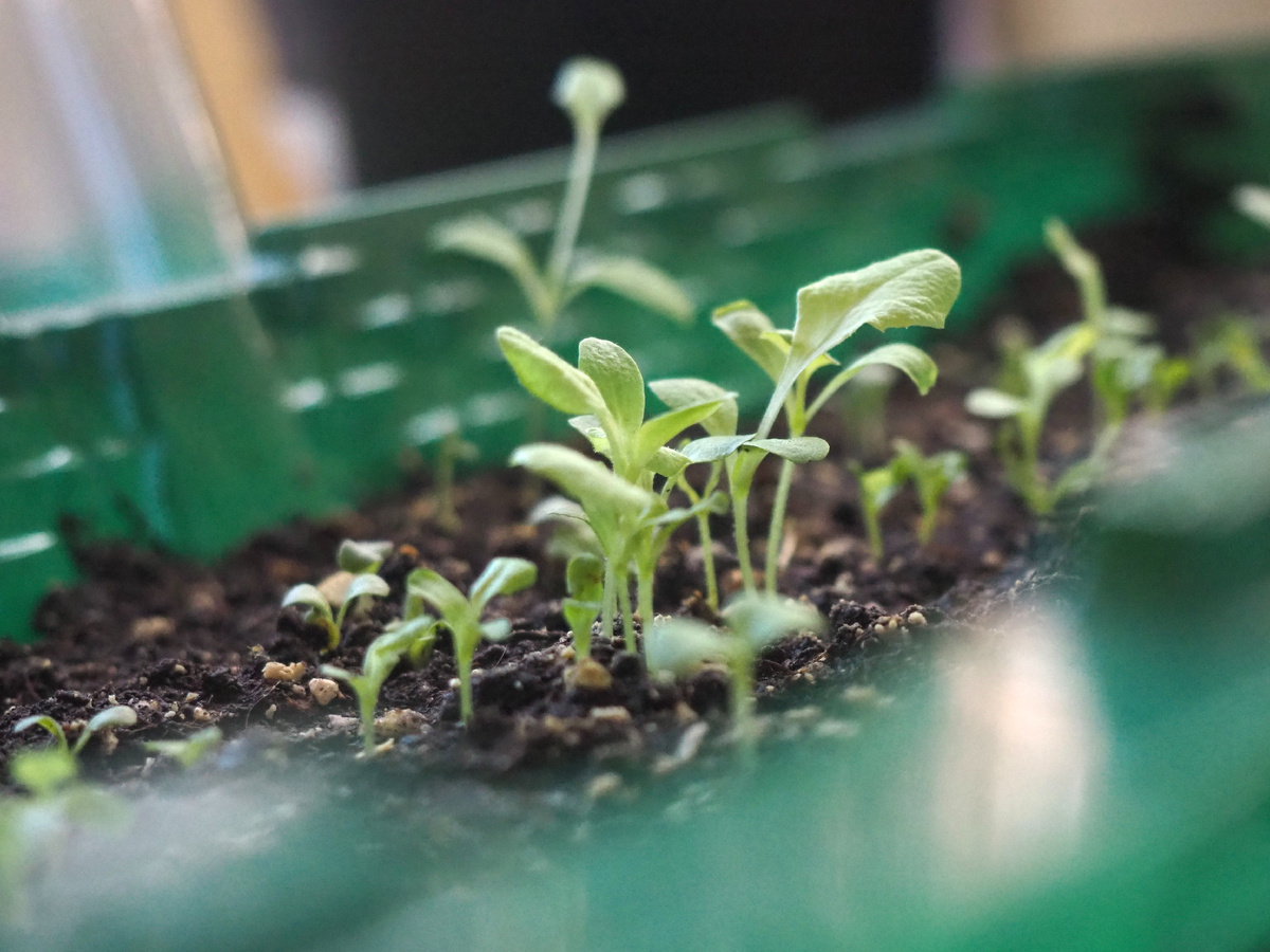 Почему рассада вытягивается?