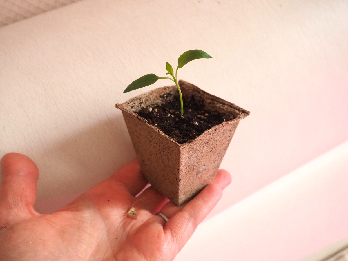 Как вырастить рассаду?