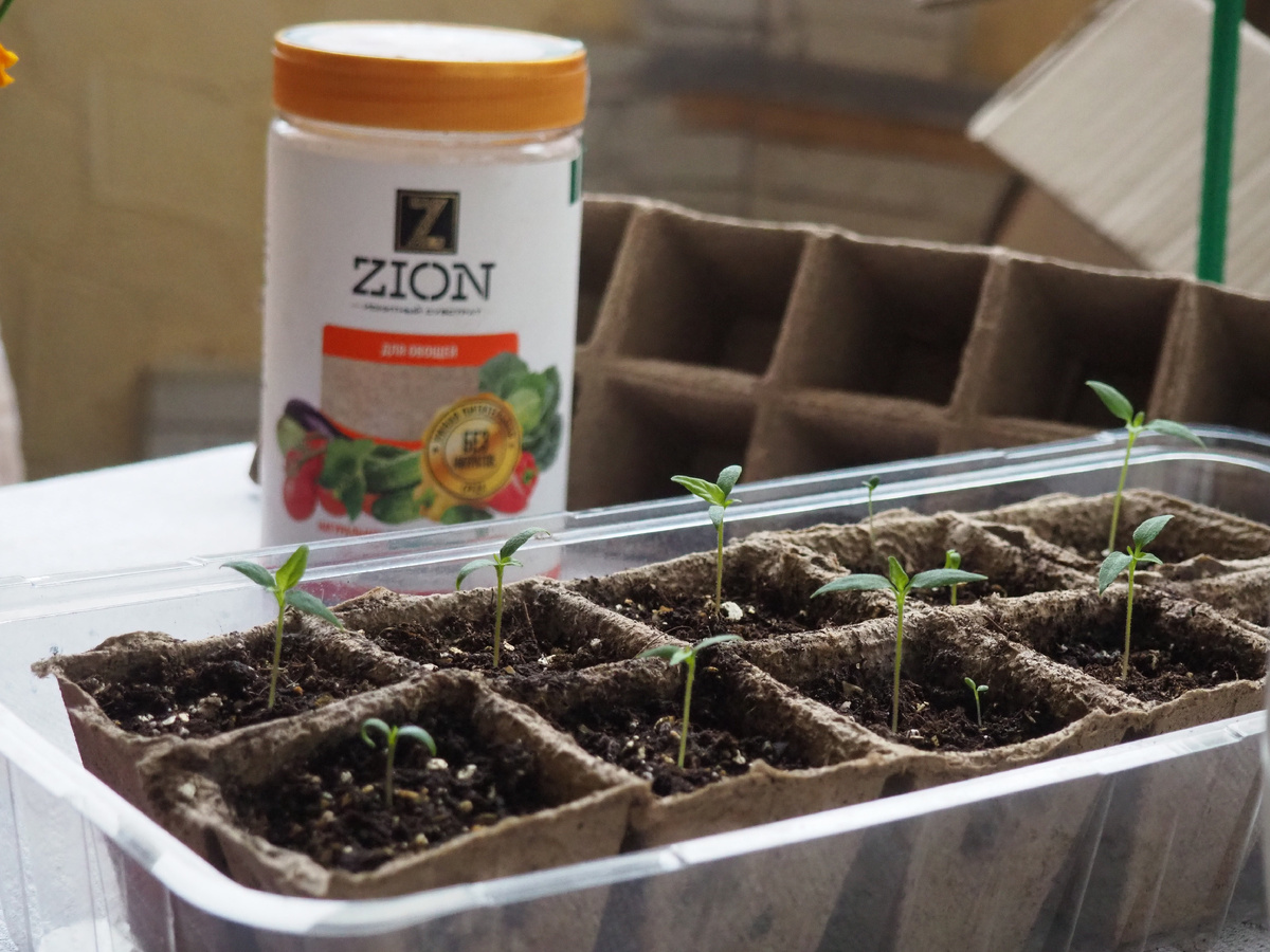 Какой грунт нужен для рассады?