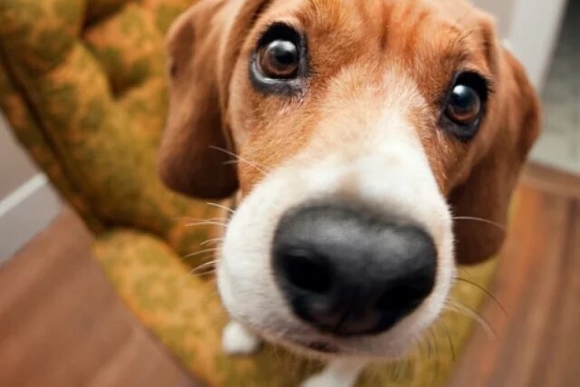    Нос у собаки должен быть теплым или холодным?