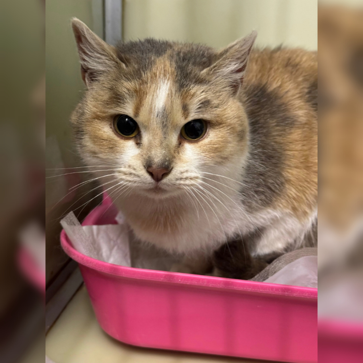 Катик найдена на улице. Кошечка милейшая красотка.