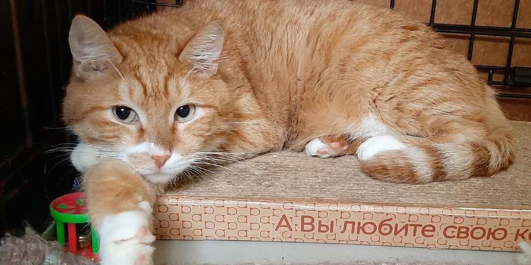Знакомимся с новенькими и бывшими постояльцами: жили на улице, были домашними, вернули по причине проблем с лотком и трудностями адаптации