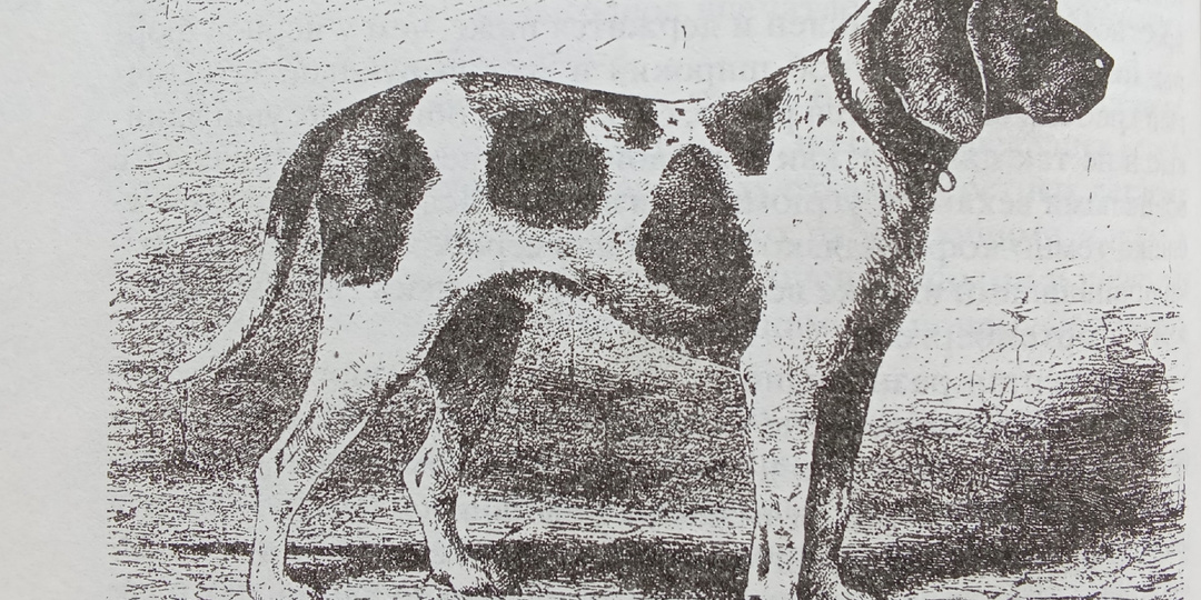 Самый первый курцхаар.