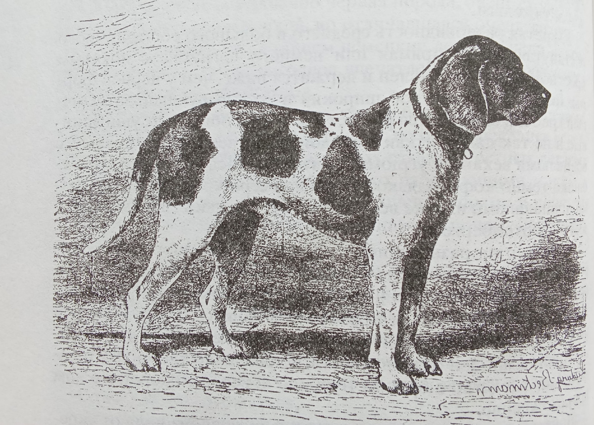 Именно этот пес стал  первым официальным представителем породы курцхаар. 