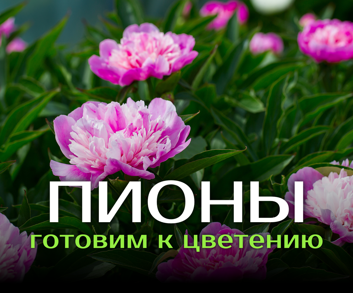 Что мешает пионам ярко цвести