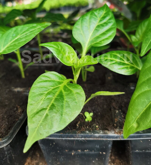 Рассада перцев в контейнерах