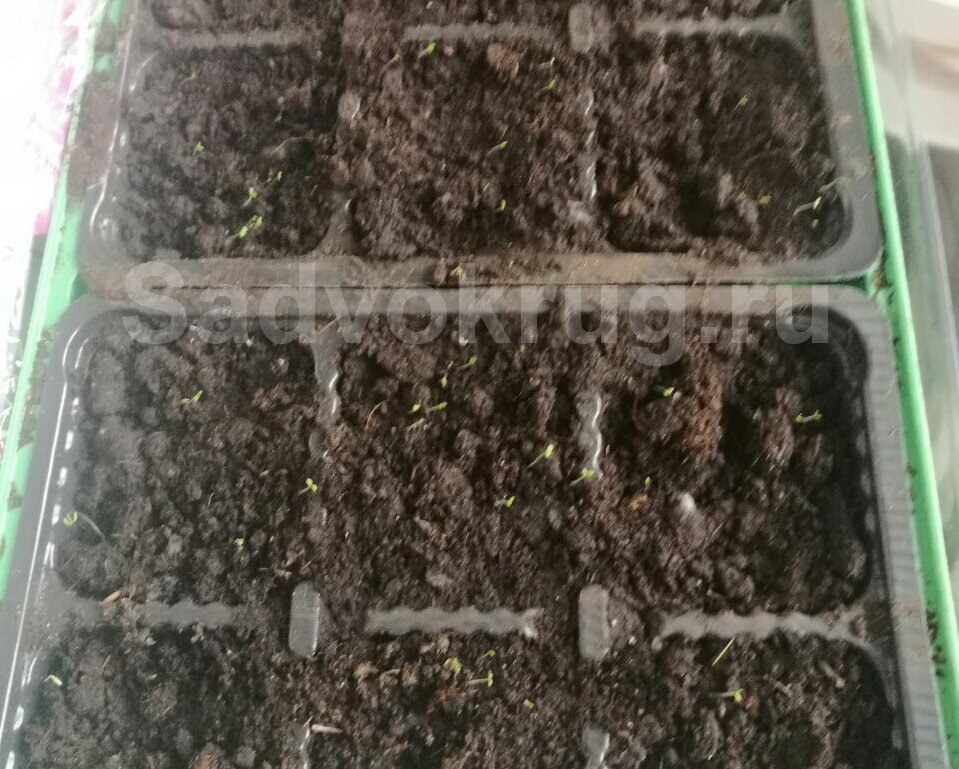 Выращиваем здоровую рассаду